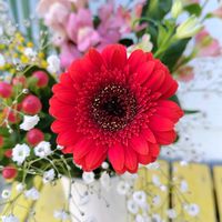 アルストロメリア,ガーベラ,キンギョソウ,ヒペリカム,かすみ草の画像