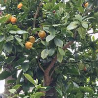 キンカンの画像