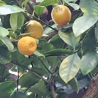 キンカンの画像