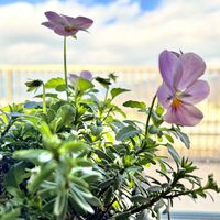 寄せ植え,プランターガーデン,半年間の室内管理,リビング・ダイニングの画像