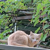 巨峰,ブドウ,ニャンニャン祭り,にゃんにゃん祭りの画像