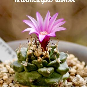 Turbinicarpus alonsoi,カクタス広瀬,玉ボケ倶楽部,窓辺の画像