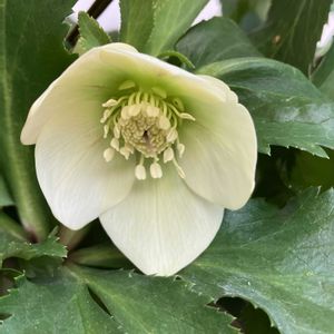 クリスマスローズ,クリスマスローズ プチドール,ベランダガーデニング,バルコニー/ベランダの画像