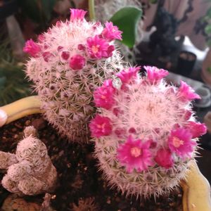 サボテン,サボテンの花,植物のある暮らし,植中毒,でけたしこ園芸の画像