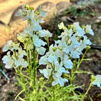 金魚草,きんせんかの画像