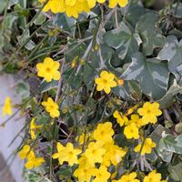 オウバイ,オウバイ,オウバイ,オウバイ,ヘデラの画像