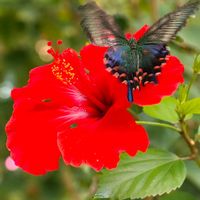 クレマチス,ハイビスカス,トウワタ,外出先,足立区生物園の画像