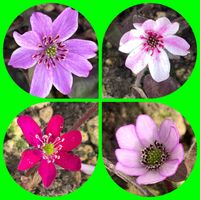 ユキワリソウ,ユキワリソウ,雪割草,雪割草,雪割草の画像