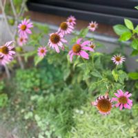 エキナセアの画像