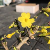 黄梅,盆栽,黄色い花,花のある暮らし,花物盆栽の画像