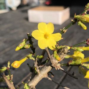 黄梅,盆栽,黄色い花,花のある暮らし,花物盆栽の画像