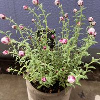 モンステラ,成長記録,植物のある暮らし,はなかんざし,ベランダの画像