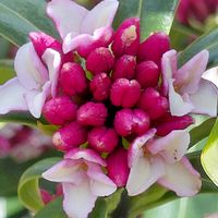 ジンチョウゲ,沈丁花(じんちょうげ),いい香り,アロマ,春の訪れの画像