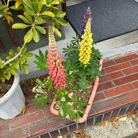 ルピナスの画像