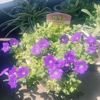 ペチュニア,花のある暮らし,おうち園芸,カダンフェス,ベランダの画像