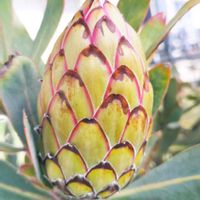 プロテア,プロテア スサラ,オーストラリア,オージープランツ,ワイルドフラワーの画像