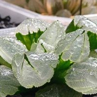 ピグマエア　ミュータント,ハオルチア属,多肉ちゃん,ボタニカルライフ,新芽の画像