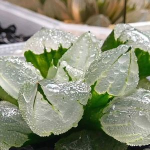 ピグマエア　ミュータント,ハオルチア属,多肉ちゃん,ボタニカルライフ,新芽の画像