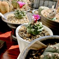 Turbinicarpus alonsoi,カクタス広瀬,玉ボケ倶楽部,窓辺の画像