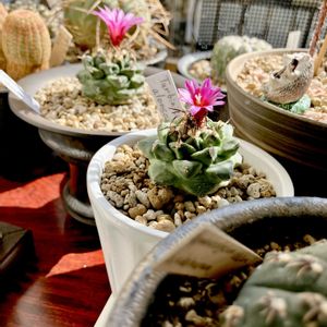 Turbinicarpus alonsoi,カクタス広瀬,玉ボケ倶楽部,窓辺の画像