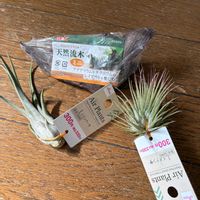 イオナンタ,シルシナータ,エアープランツ/チランジアの画像