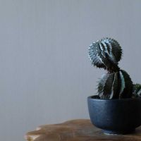 ユーフォルビア・ホリダ,多肉植物,観葉植物,ユーフォルビア,リビング・ダイニングの画像