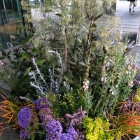 オオイヌノフグリ,ガジュマル,胡蝶蘭,デンドロビューム,アボカド鉢植えの画像