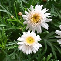 マーガレット,ボンザマーガレット,ボンザマーガレット イチゴショートの画像