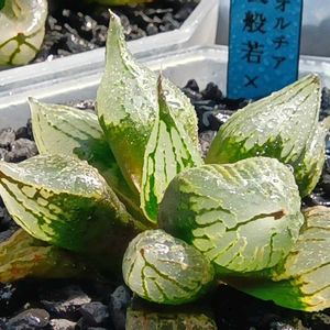 裏般若×紫太陽,ハオルチア属,多肉ちゃん,ボタニカルライフ,新芽の画像