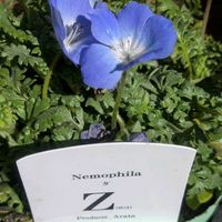 ネモフィラ,ディアシア ダーラ,シレネ ピンクパンサー(シレネ カロリニアナ),オステオスぺルマム,寄せ植えの画像