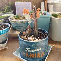 永楽,ミリオンハート,ディスキディア ミリオンハート,セブリナ錦,ディスキディア ミリオンハート 斑入りの画像