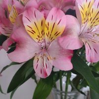 アルストロメリアの画像