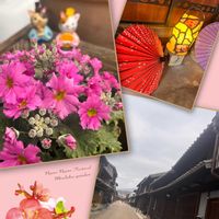 サクラソウ,ガジュマル,プリムラ マラコイデス, 樹木,お出掛け先の画像