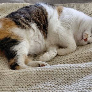 癒し,ハーブのある暮らし,ネコと植物,ねこと緑のある暮らし,幸せな時間の画像