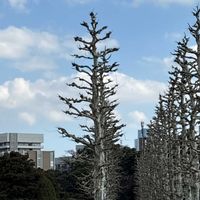 イチョウの画像