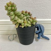 多肉植物,放置,庭の画像