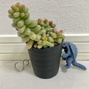 多肉植物,放置,庭の画像