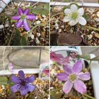 雪割草,雪割草,雪割草　桃花,雪割草　桃花,雪割草紫花の画像