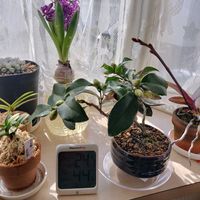 植物好きと繋がりたい,窓辺の画像