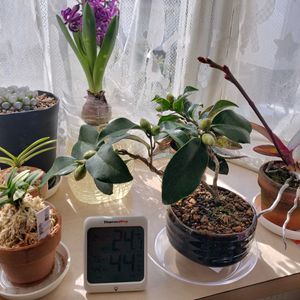 植物好きと繋がりたい,窓辺の画像