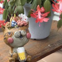 シャコバサボテン,ストリクチフローラ ノヴァ,トスカネリ,ボタベリアNo.1竜王,リエール苗 ブーケの画像