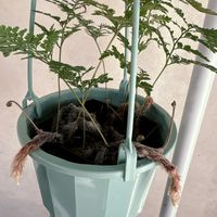 トキワシノブ,観葉植物,グリーンのある暮らし,リビング・ダイニングの画像