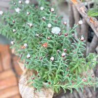 グリーンネックレス,花かんざし,ミモザ,雲間草,ヘリクリサム ローズビューティーの画像