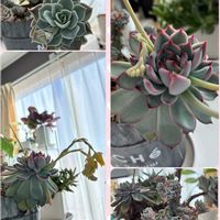 バラ,花うらら,多肉植物いろいろ,ピエールドゥロンサール,パンジー シエルブリエの画像