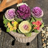 プリムラ,葉牡丹の画像