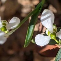 スイセン,スノードロップ,フクジュソウ,待雪草,ミニ チューリップの画像