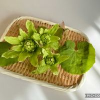 フキノトウ,蕗の薹,ふきのとう,ふきのとう,蕗の薹(ふきのとう)の画像