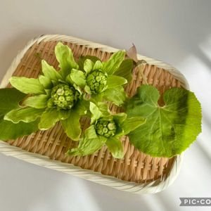 フキノトウ,蕗の薹,ふきのとう,ふきのとう,蕗の薹(ふきのとう)の画像