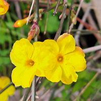 オウバイ,オキザリス,黄梅,ｵｳﾊﾞｲ,オキザリスエリザベスの画像