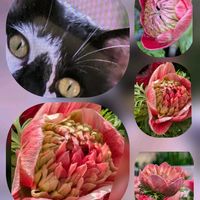 アリッサム,ボケ,紅梅,アネモネの蕾♡,白梅✨の画像